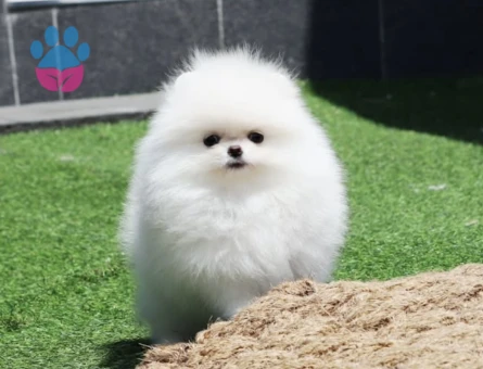 POMERANIAN ÜRETİM ÇİFTLİĞİNDEN - 9169 - Görsel 4