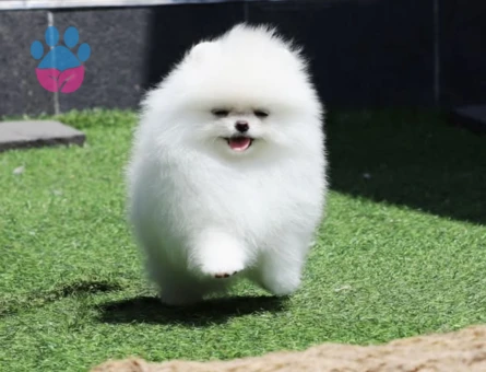 POMERANIAN ÜRETİM ÇİFTLİĞİNDEN - 9169 - Görsel 5