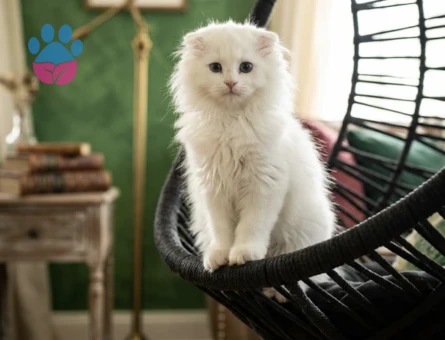 British Longhair 2 Aylık Yuva Arıyor - 9170 - Görsel 4