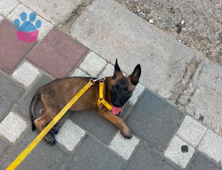 Minik Belçika Kurdu Yavrumuz Yeni Ailesini Arıyor - 9172
