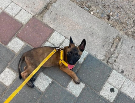 Minik Belçika Kurdu Yavrumuz Yeni Ailesini Arıyor - 9172