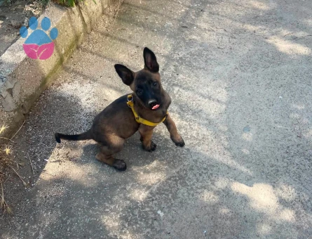 Minik Belçika Kurdu Yavrumuz Yeni Ailesini Arıyor - 9172 - Görsel 3