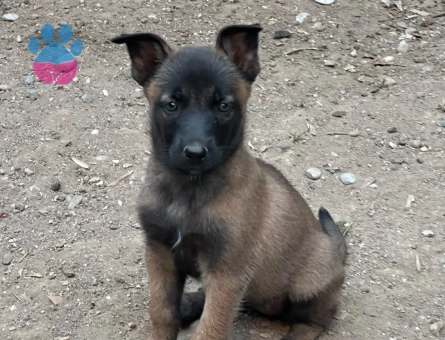 Enerjik Belçika Kurdu Yavrumuz Yeni Yuvasını Bekliyor - 9174 - Görsel 3