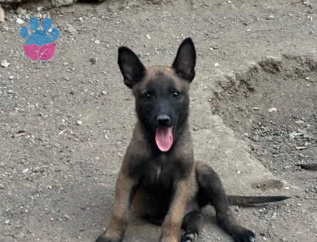 Sevecen Belçika Kurdu Yavrumuz Ailesini Bekliyor - 9175