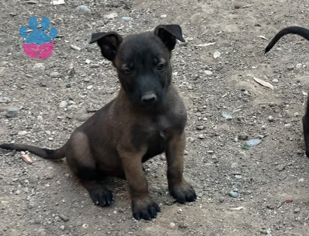 Sevecen Belçika Kurdu Yavrumuz Ailesini Bekliyor - 9175 - Görsel 3