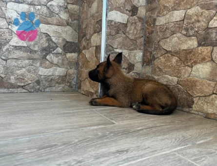 Belçika Kurdu Yavrumuz Yeni Dostuyla Tanışmaya Hazır - 9176 - Görsel 2