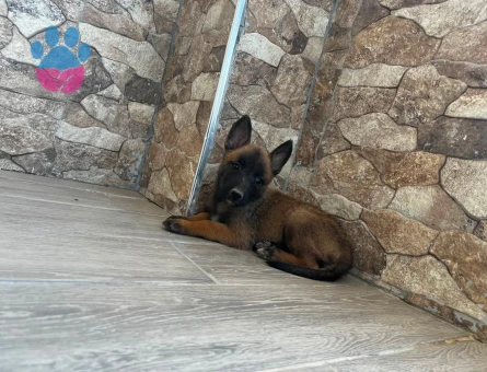 Belçika Kurdu Yavrumuz Yeni Dostuyla Tanışmaya Hazır - 9176 - Görsel 3