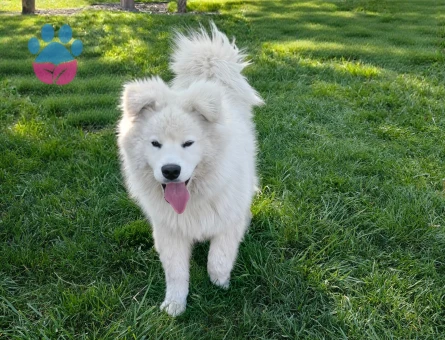SAMOYED - 9182