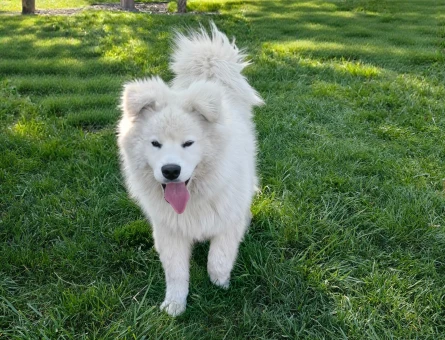 SAMOYED - 9182