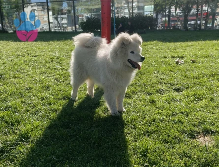 SAMOYED - 9182 - Görsel 3