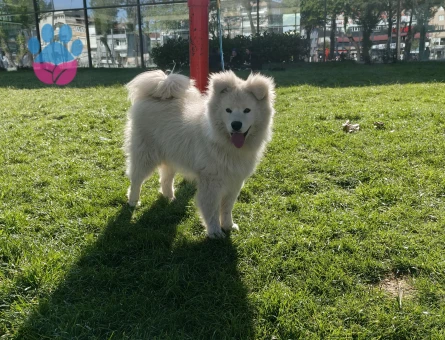 SAMOYED - 9182 - Görsel 4