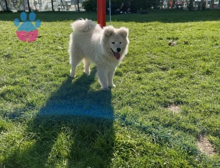 SAMOYED - 9182 - Görsel 5