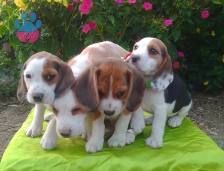 Bursa Nilüfer'den Bütün Türkiye'ye Gönderimli Beagle Yavruları - 9185 - Görsel 2