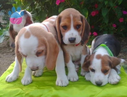 Bursa Nilüfer'den Bütün Türkiye'ye Gönderimli Beagle Yavruları - 9185 - Görsel 3