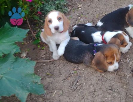 Bursa Nilüfer'den Bütün Türkiye'ye Gönderimli Beagle Yavruları - 9185 - Görsel 4