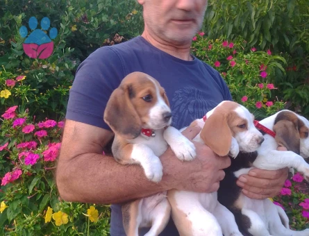 Bursa Nilüfer'den Bütün Türkiye'ye Gönderimli Beagle Yavruları - 9185 - Görsel 5