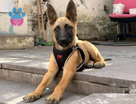 Yavru Belçika Kurdu İçin Sevgi Dolu Bir Aile Arıyoruz - 9190 - Görsel 2