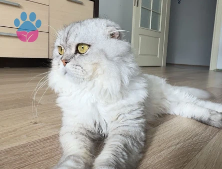 Erkek brithis longhair 2 Yaşında - 9191 - Görsel 3