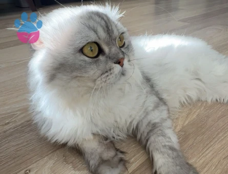 Erkek brithis longhair 2 Yaşında - 9191 - Görsel 4