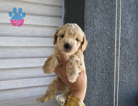 Çok büyümeyen minyatür minnaklarım - 9195 - Görsel 4