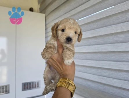 Çok büyümeyen minyatür minnaklarım - 9195 - Görsel 5