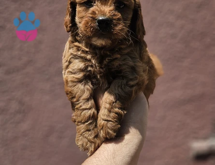 Irk garantili maltipoo yavrularımız - 9197