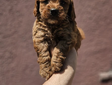 Irk garantili maltipoo yavrularımız - 9197