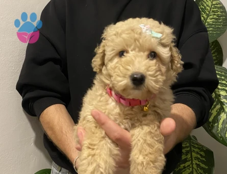 Irk garantili maltipoo yavrularımız - 9197 - Görsel 3