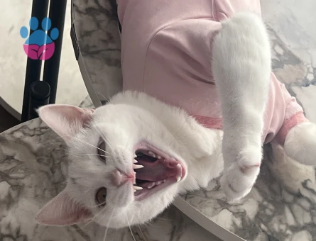 British Shorthair 10 Aylık - 9198 - Görsel 3