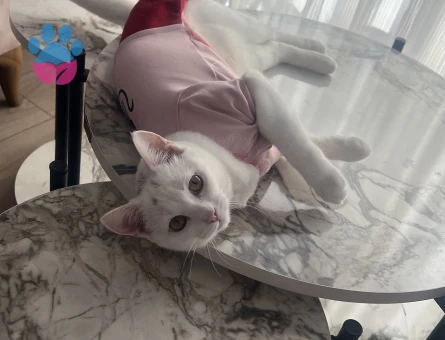 British Shorthair 10 Aylık - 9198 - Görsel 4