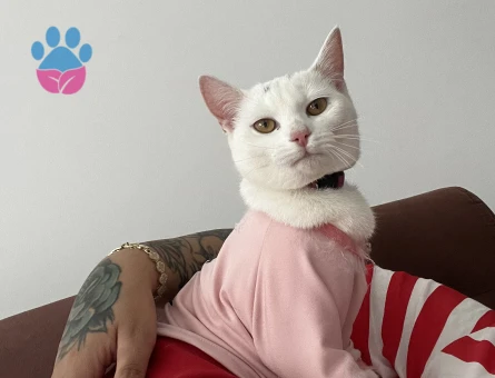 British Shorthair 10 Aylık - 9198 - Görsel 2