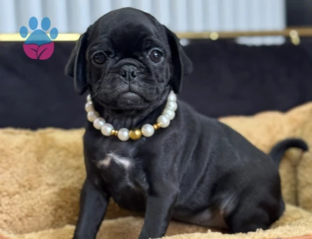 SİYAH İNCİ PUG YAVRUMUZ - 9201 - Görsel 2