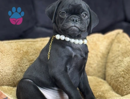 SİYAH İNCİ PUG YAVRUMUZ - 9201 - Görsel 4