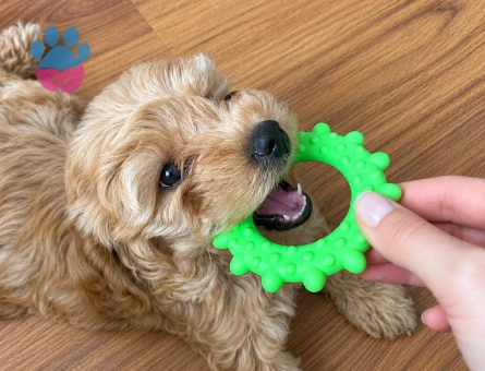 2 aylık dişi maltipoo - 9202 - Görsel 2