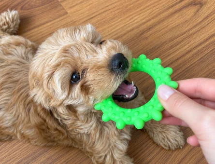 2 aylık dişi maltipoo - 9202