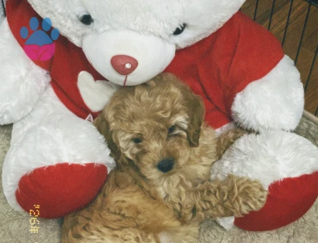 2 aylık dişi maltipoo - 9202 - Görsel 3