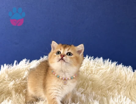Şahane British Shorthair Golden Dişi Yavrumuz - 9204 - Görsel 3