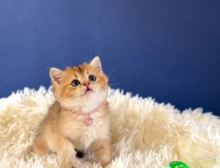 Sagkan Uysal British Shorthair Golden Dişi - 9205