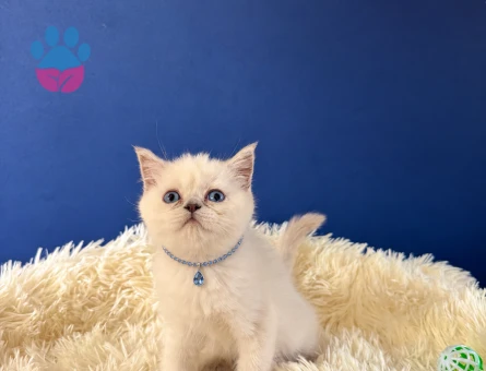 British Shorthair Point Erkek Bebeğimiz - 9206 - Görsel 3
