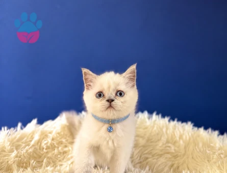 British Shorthair Point Erkek Bebeğimiz - 9206 - Görsel 2