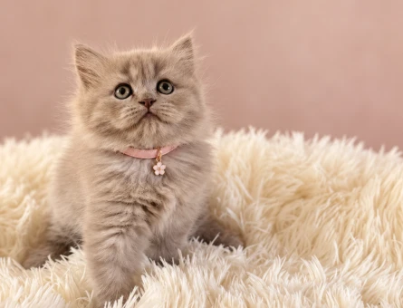 British Longhair Lilac Dişi Bebeğimz - 9207