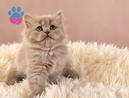 British Longhair Lilac Dişi Bebeğimz - 9207 - Görsel 3