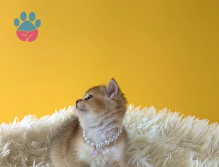 Golden British Shorthair Dişi Bebeğimiz - 9208 - Görsel 2