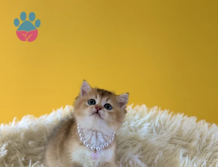 Golden British Shorthair Dişi Bebeğimiz - 9208 - Görsel 3