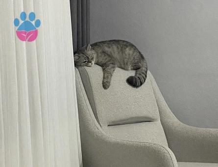 İsmi mial çok tatlı ve hiç zarar vermez scottish bir kedi cinsi - 9209 - Görsel 2