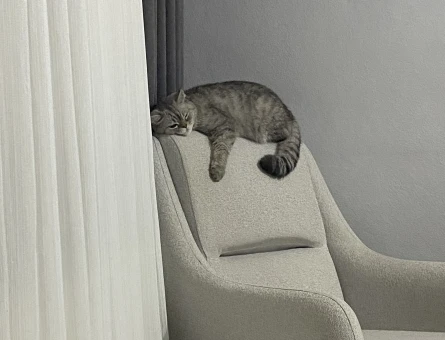 İsmi mial çok tatlı ve hiç zarar vermez scottish bir kedi cinsi - 9209