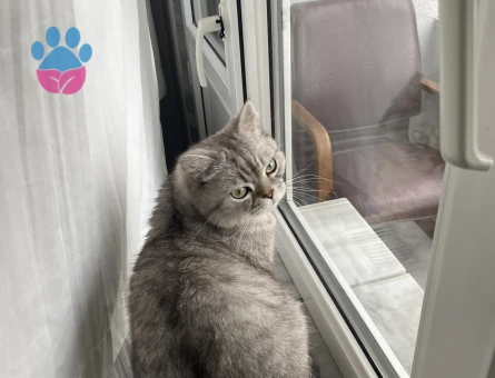 İsmi mial çok tatlı ve hiç zarar vermez scottish bir kedi cinsi - 9209 - Görsel 3