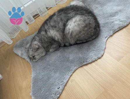 İsmi mial çok tatlı ve hiç zarar vermez scottish bir kedi cinsi - 9209 - Görsel 5