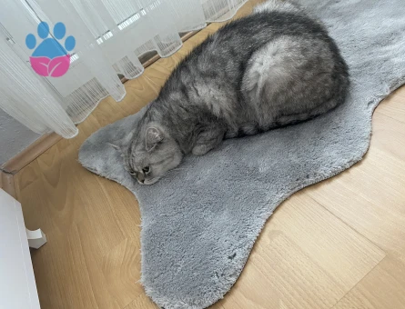 İsmi mial çok tatlı ve hiç zarar vermez scottish bir kedi cinsi - 9209 - Görsel 4