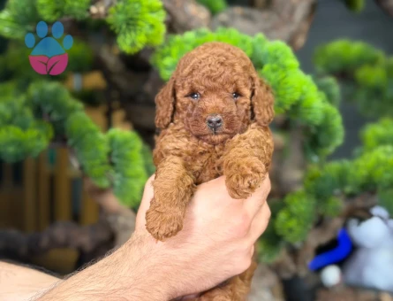 Safkan Dişi ve Erkek Toy Poodle Yavrular - 9210